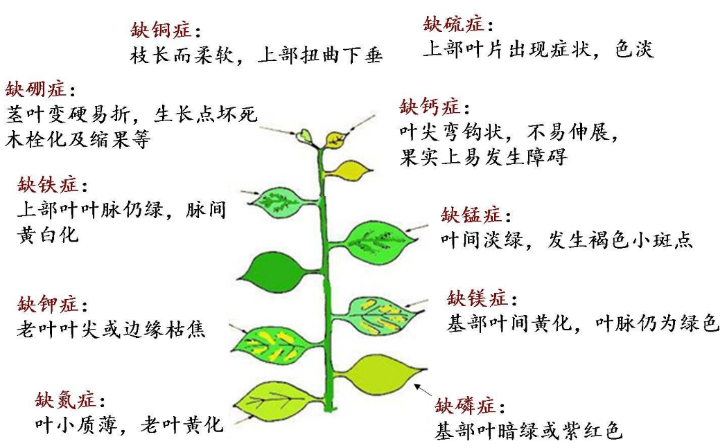 植物生長(zhǎng)調(diào)節(jié)劑的主要成份是什么？ 