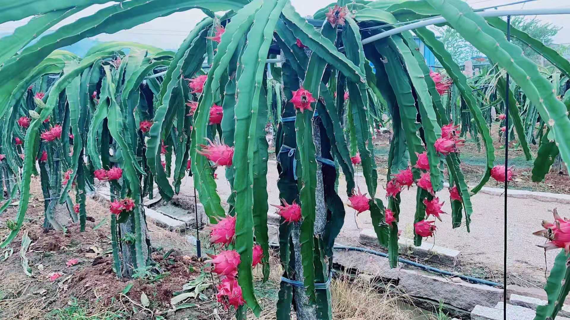 好吃的火龍果種植過程需要注意哪些問題？