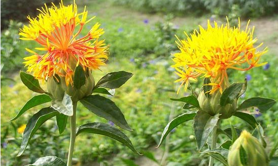 紅花栽培技術(shù)