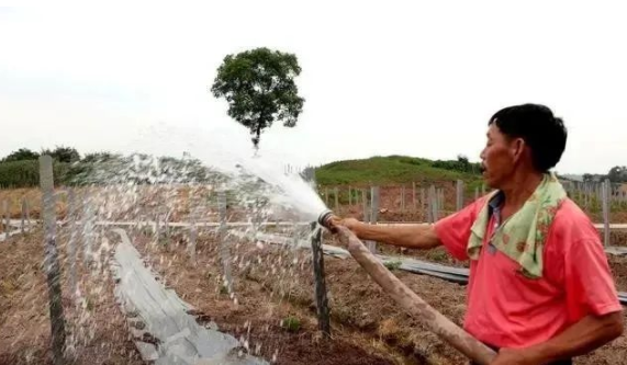 葡萄園澆水有啥說道？5水不可少，2期不可澆，4種澆水方法任選